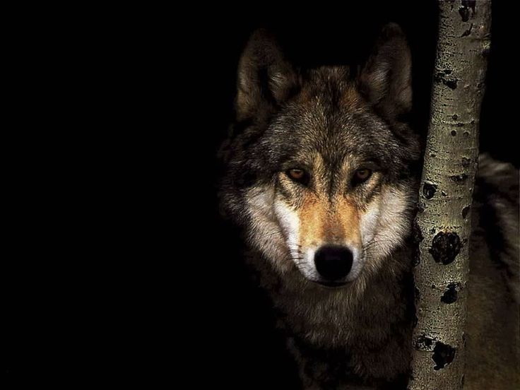 Lone Wolf Desktop Wallpaper Animal Wp S