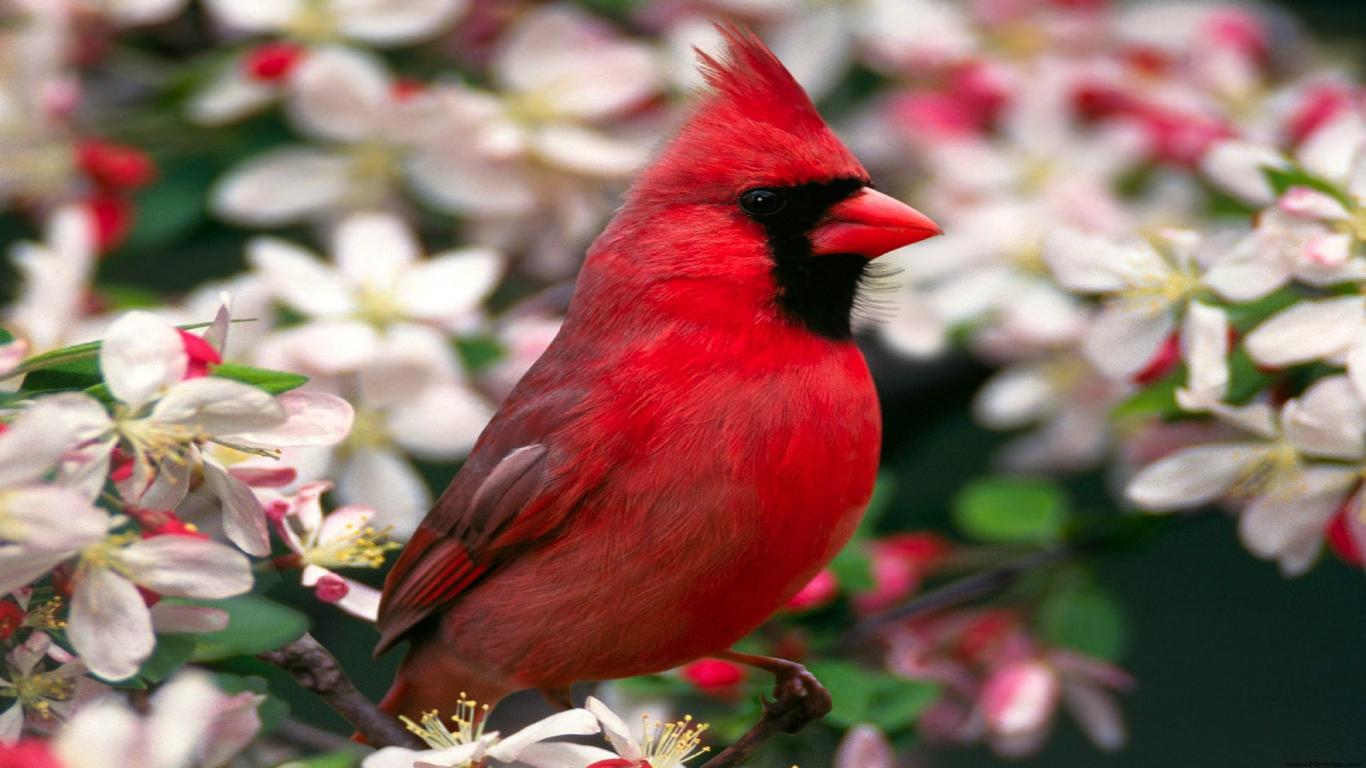 Red Cardinal In Flower1366X76852469 Flower Screensaver