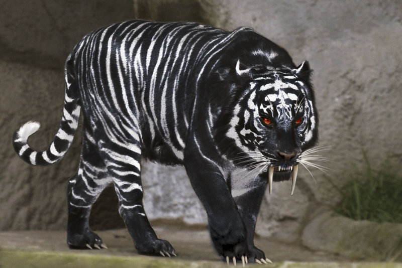 Black Tiger 3d Wallpaper Download Image Num 80