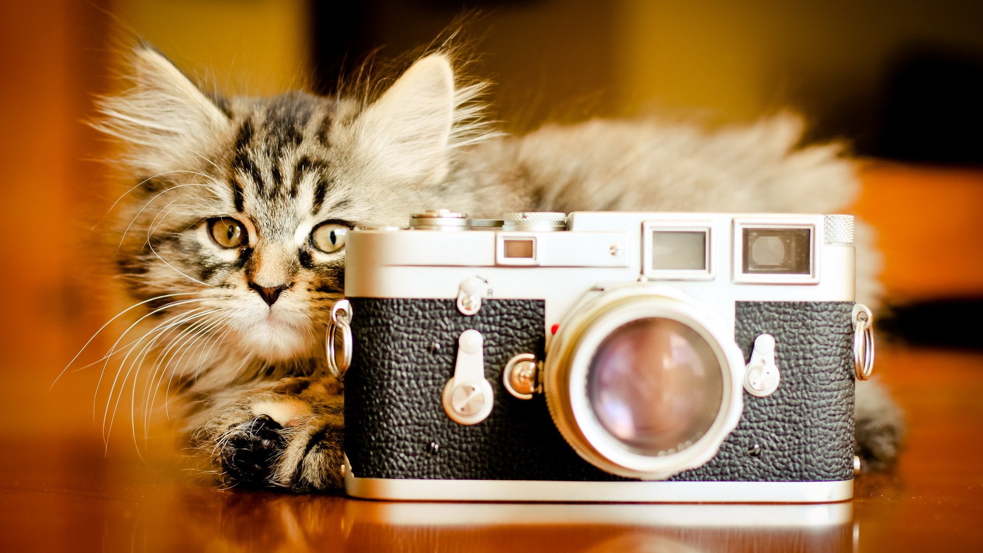 Funny Cat And Camera HD Wallpaper