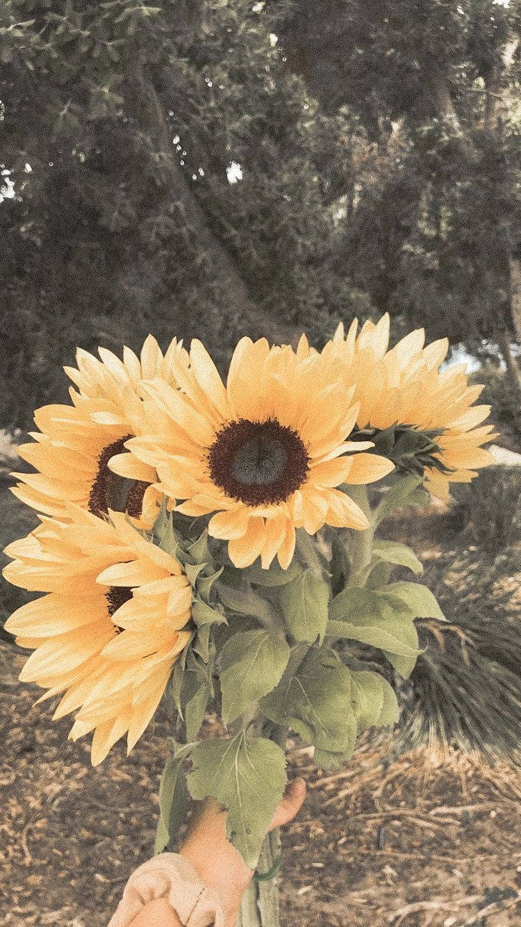 Sunflower iPhone Wallpaper