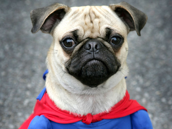 Pug Avatar Here Is A Cute Dressed Up In Blue And Red Superhero