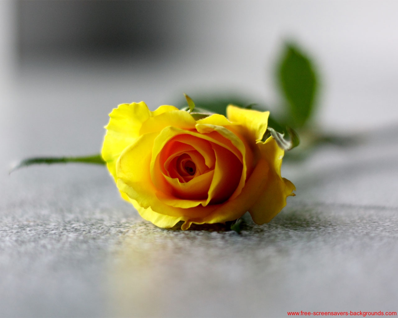 High Quality Rose Wallpaper Screensavers And Background