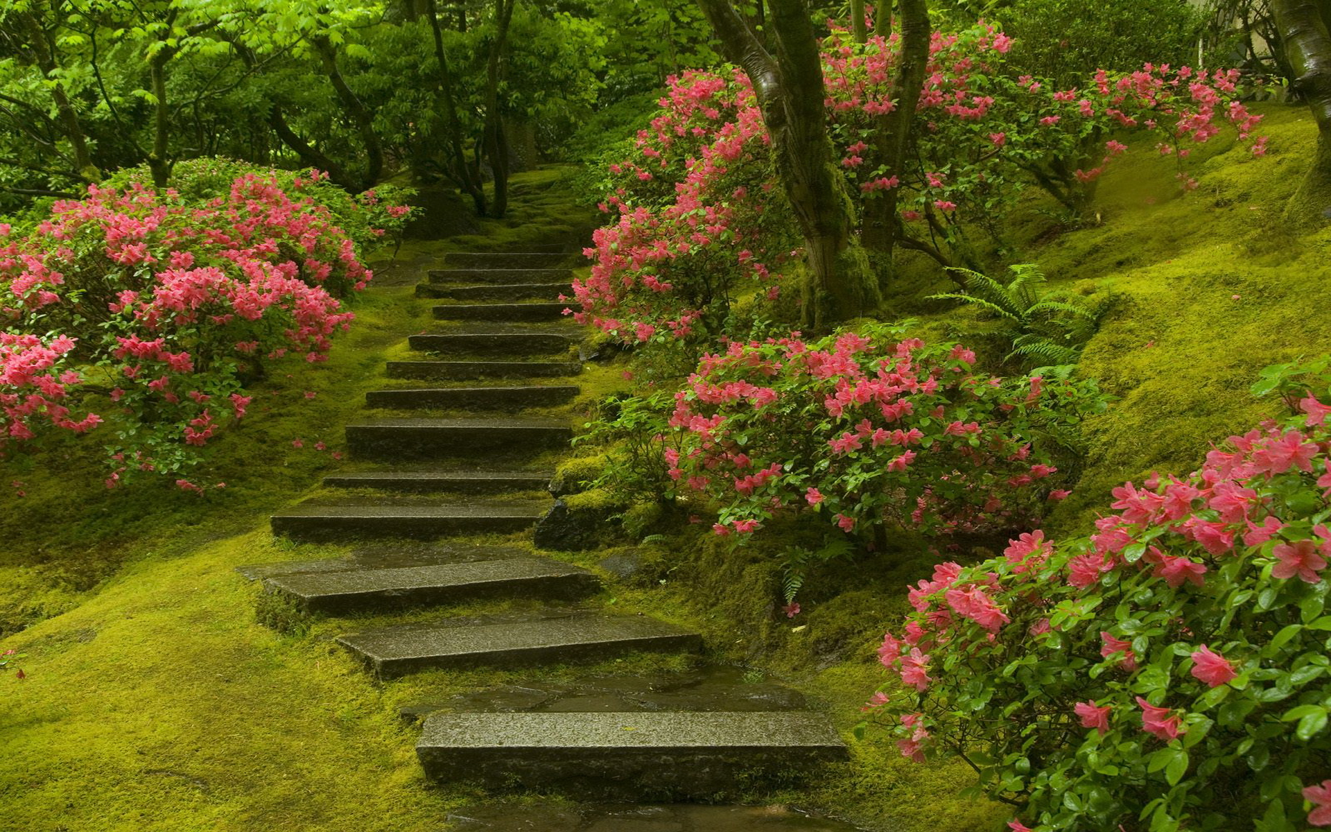 Japanese Garden Background Image