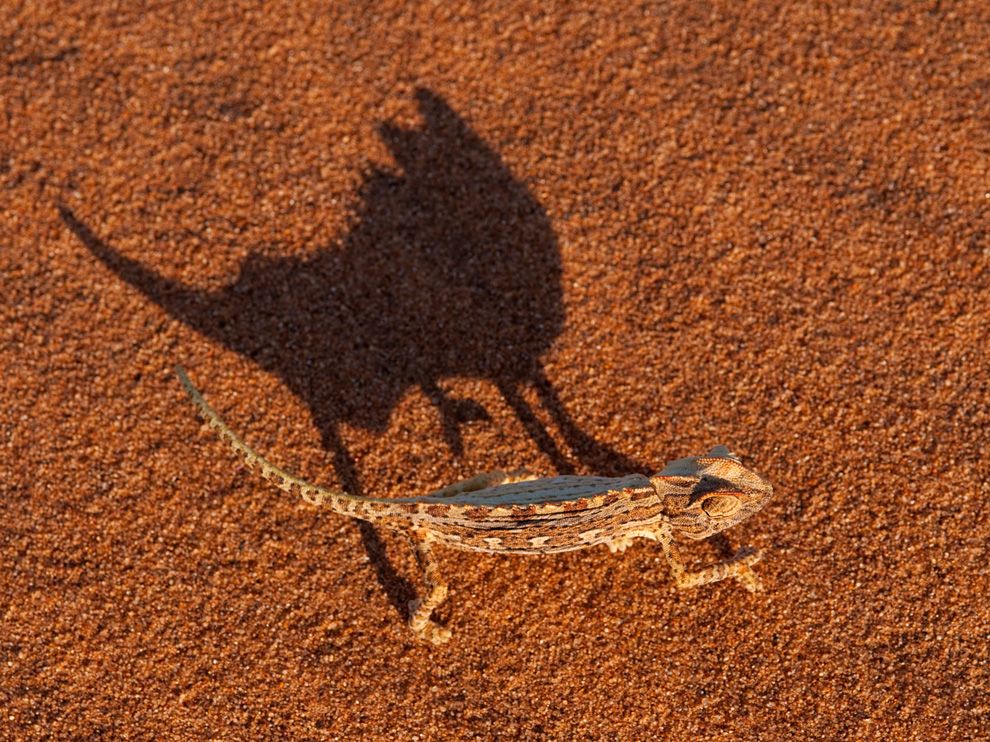 The Markings Of A Namaqua Chameleon Above Match Sand In