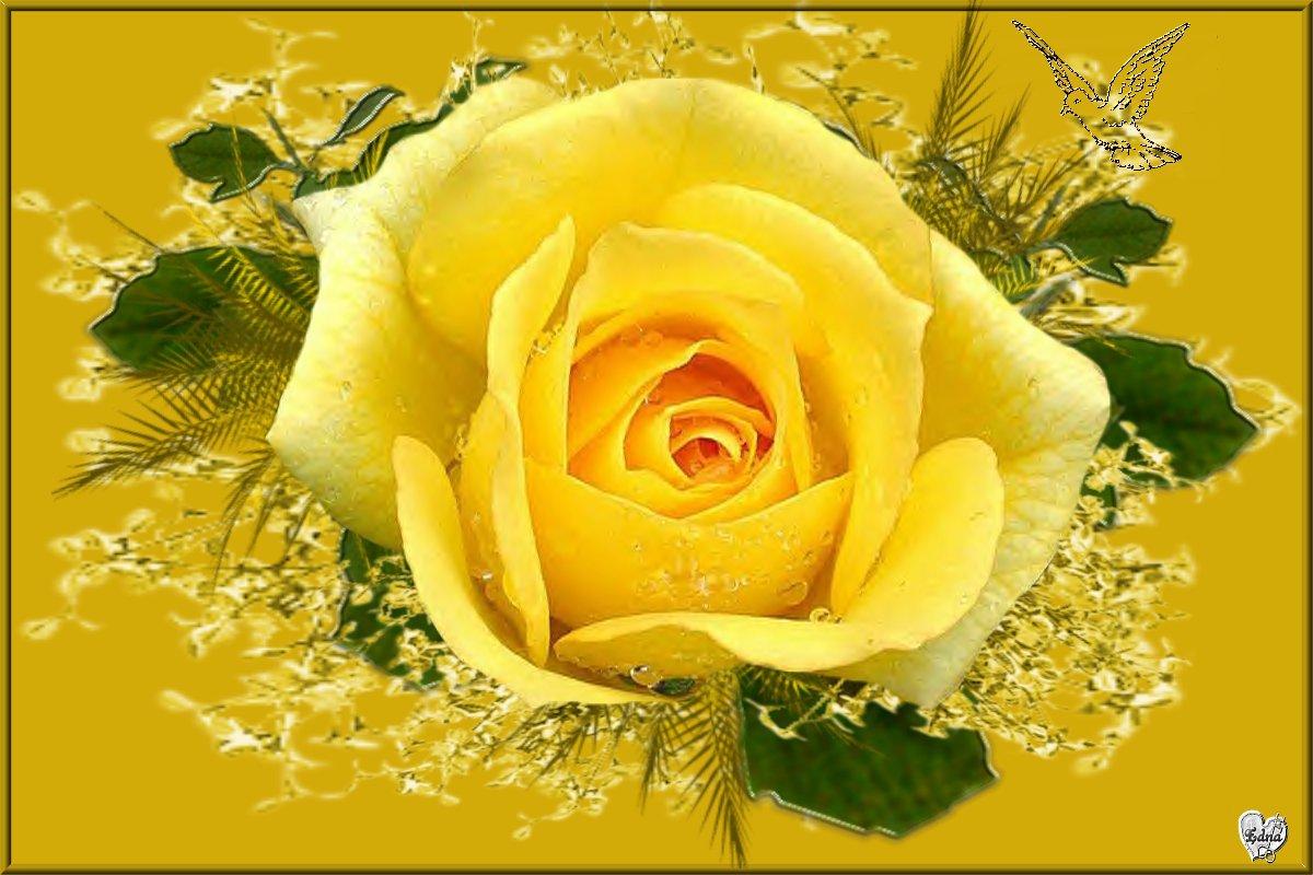 Yellow Rose Flowers Wallpoop The Wallpaper Site