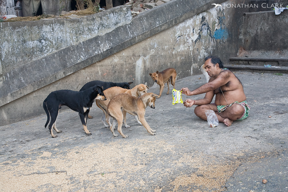 Homeless Dogs Of The World