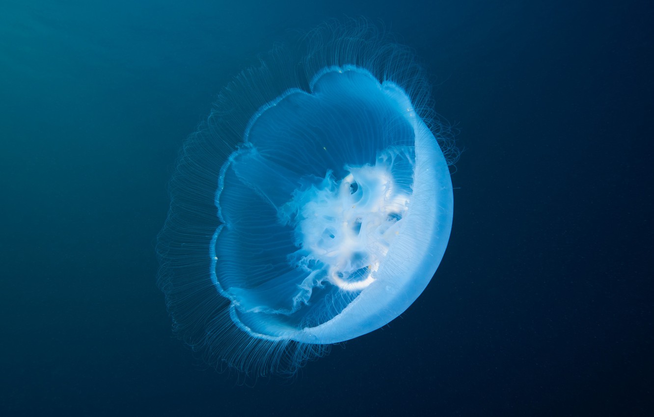 Wallpaper sea water macro Medusa transparent underwater world