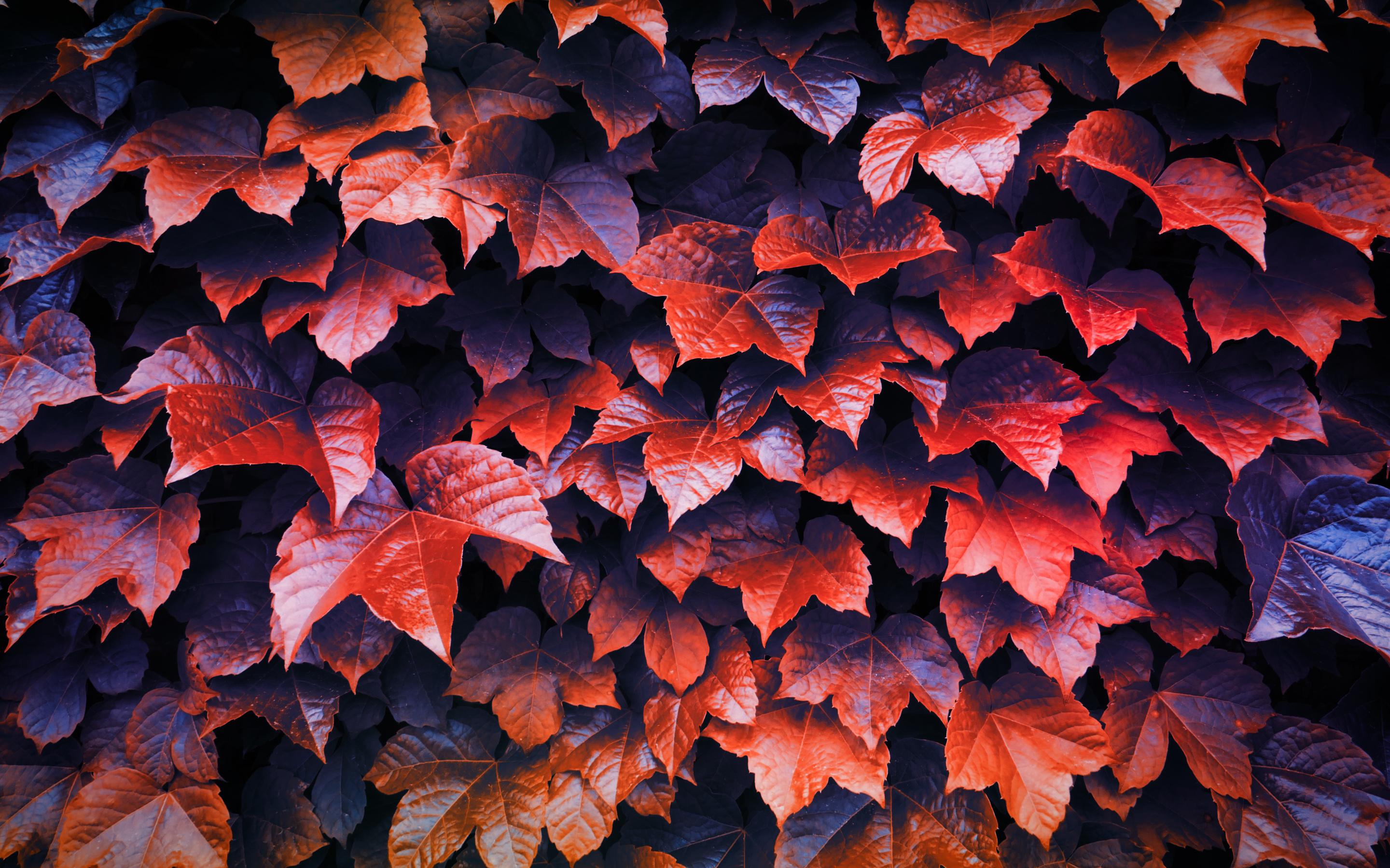 Free Download 2880x1800 Autumn Leaves 4k Macbook Pro Retina HD 4k free-download-2880x1800-autumn-leaves-4k-macbook-pro-retina-hd-4k