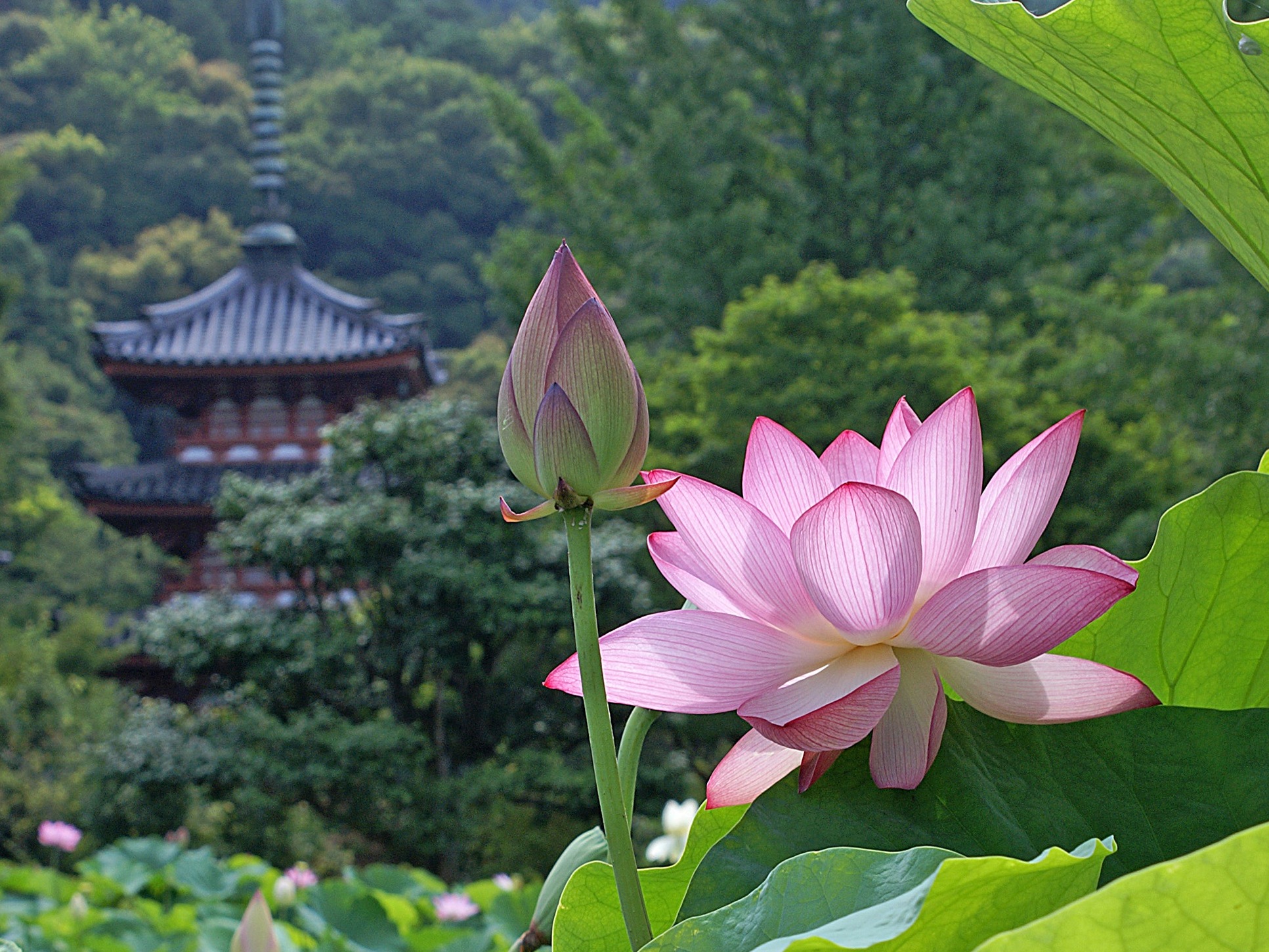 Lotus Flower By Daisuke Desktop Wallpaper