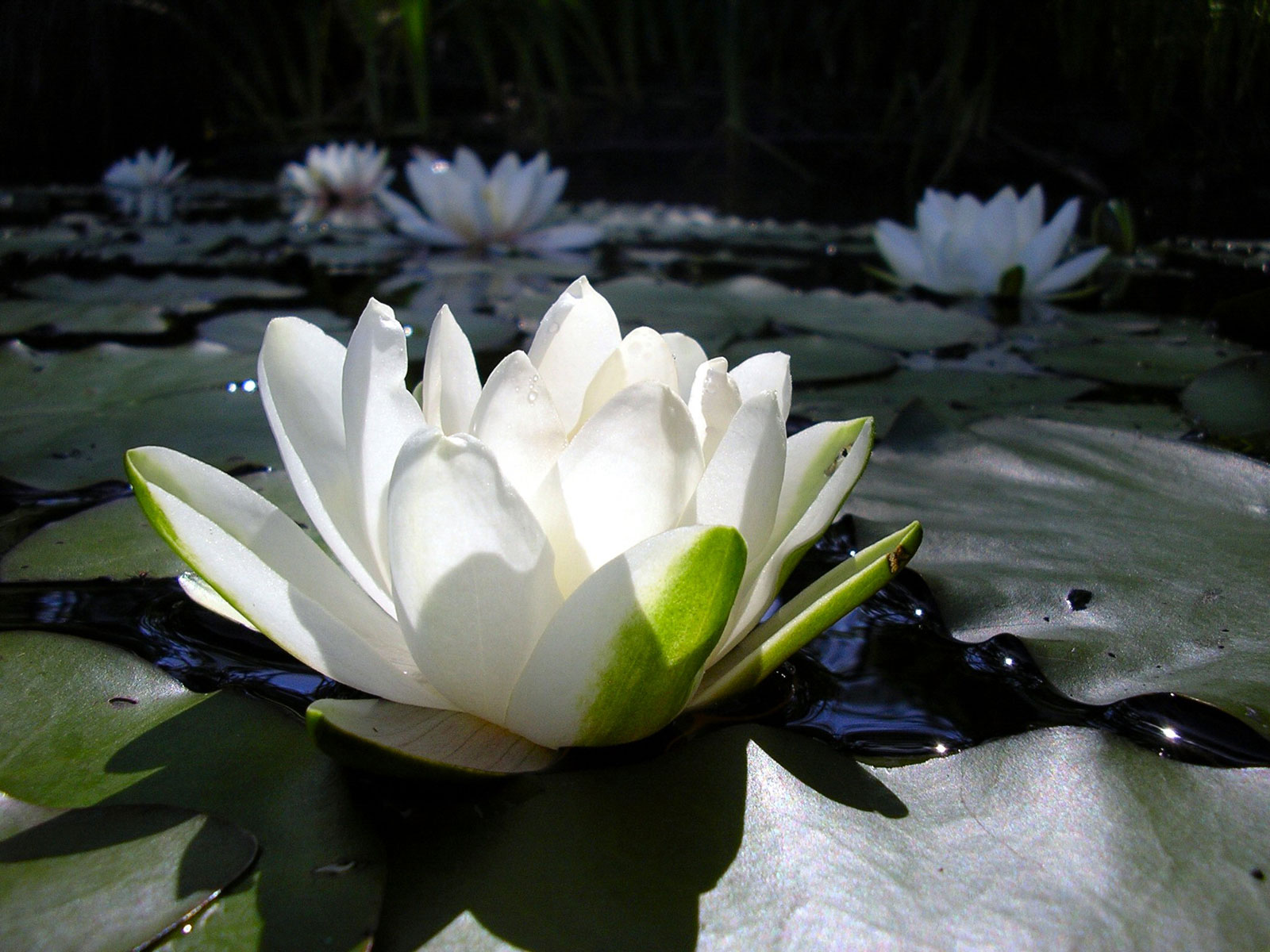 Flower Wallpaper Lotus