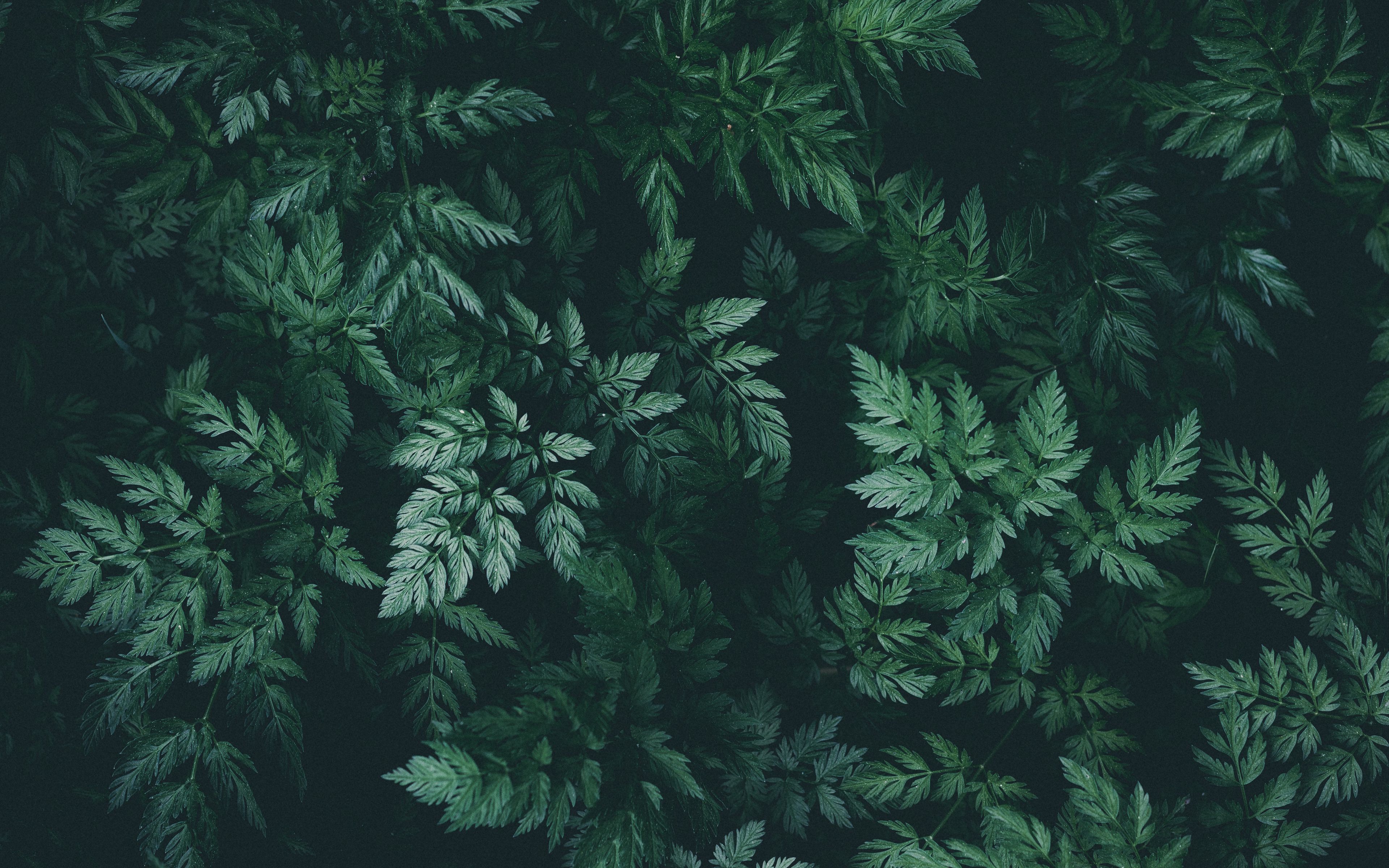 Wallpaper Leaves Green Dark Plant 4k Ultra