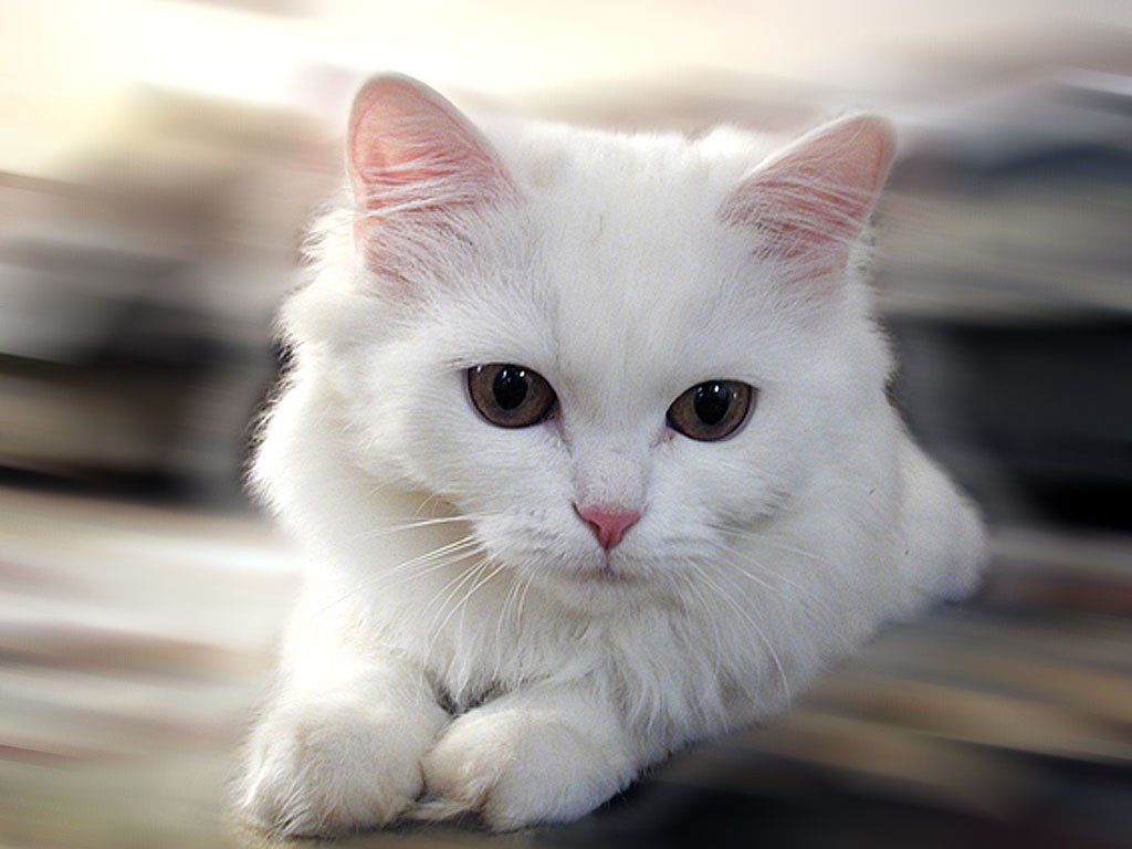 Blue Eyes White Cat Kitten Is Looking Up In Blur Background 4K 5K HD Cat  Wallpapers  HD Wallpapers  ID 100800