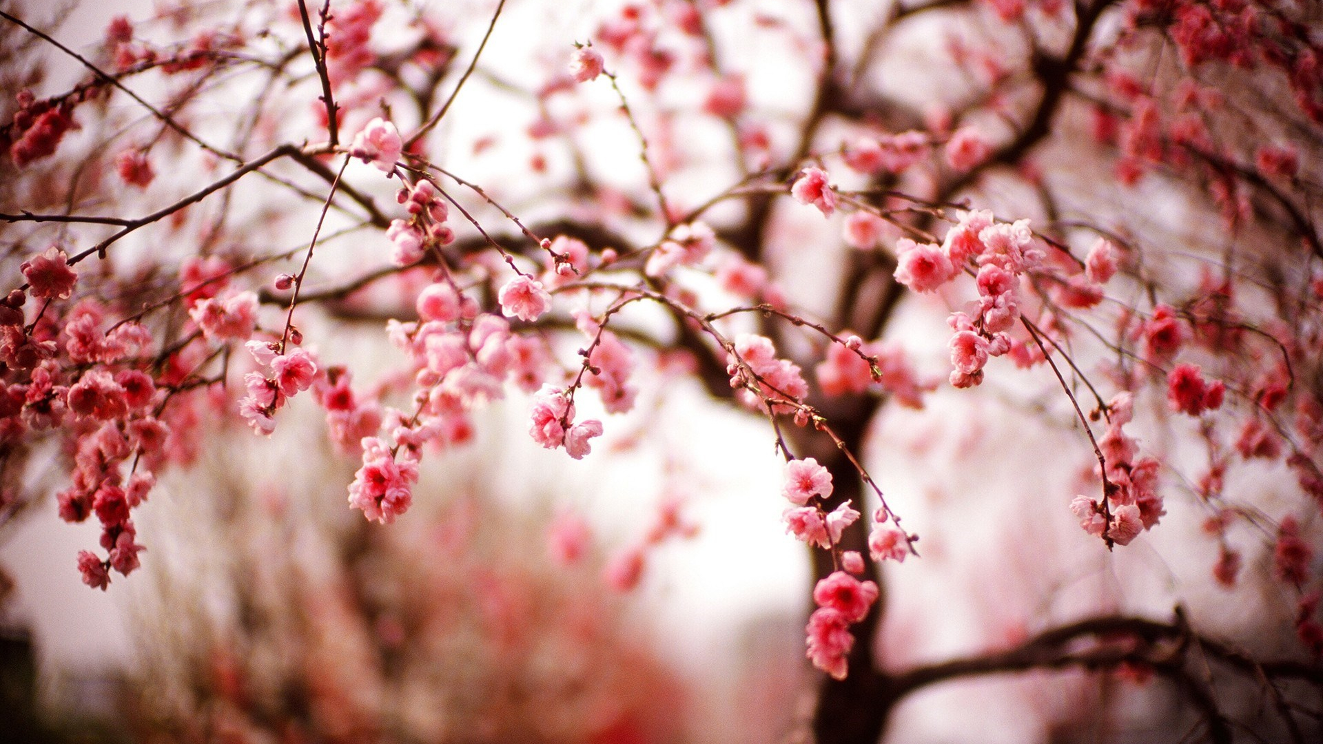 Beautiful Spring Cherry Blossom Wallpaper High