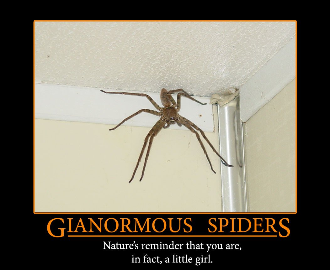 Spider HD Wallpaper Background Image