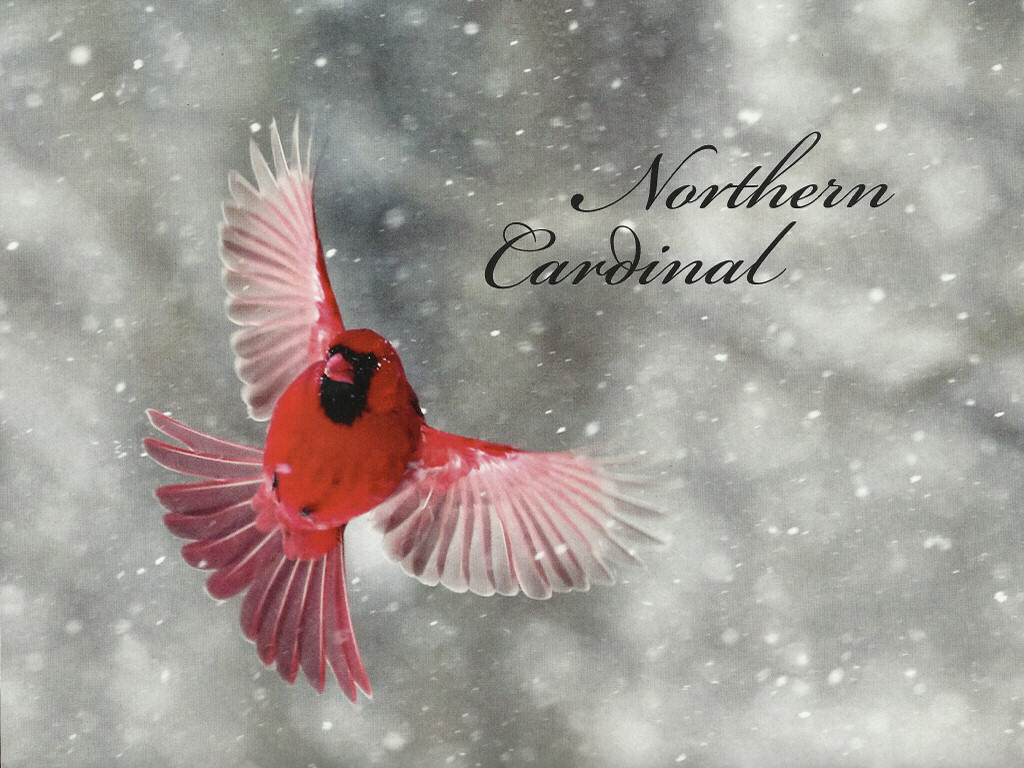 Northern Cardinal   Bird wallpaper   ForWallpapercom 1024x768