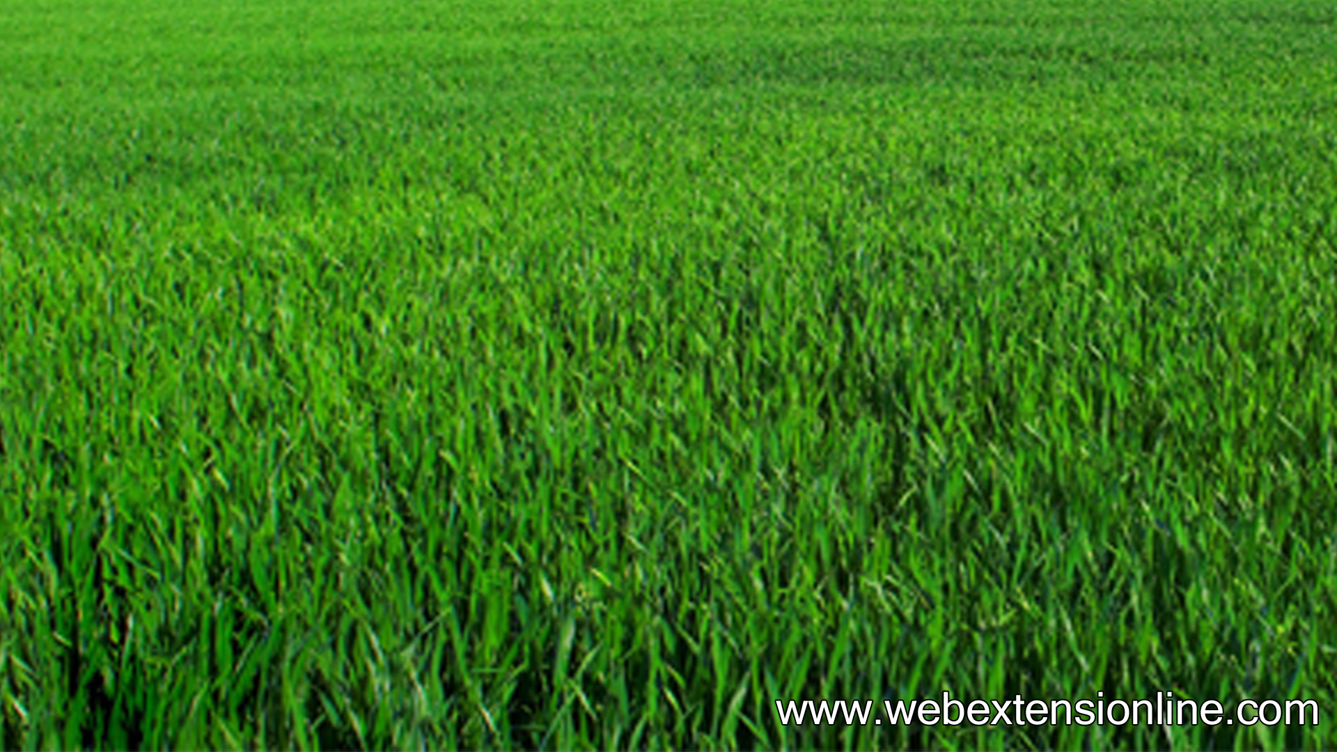 Free HD Natural Green Grass wallpaper webextensionline 1920x1080