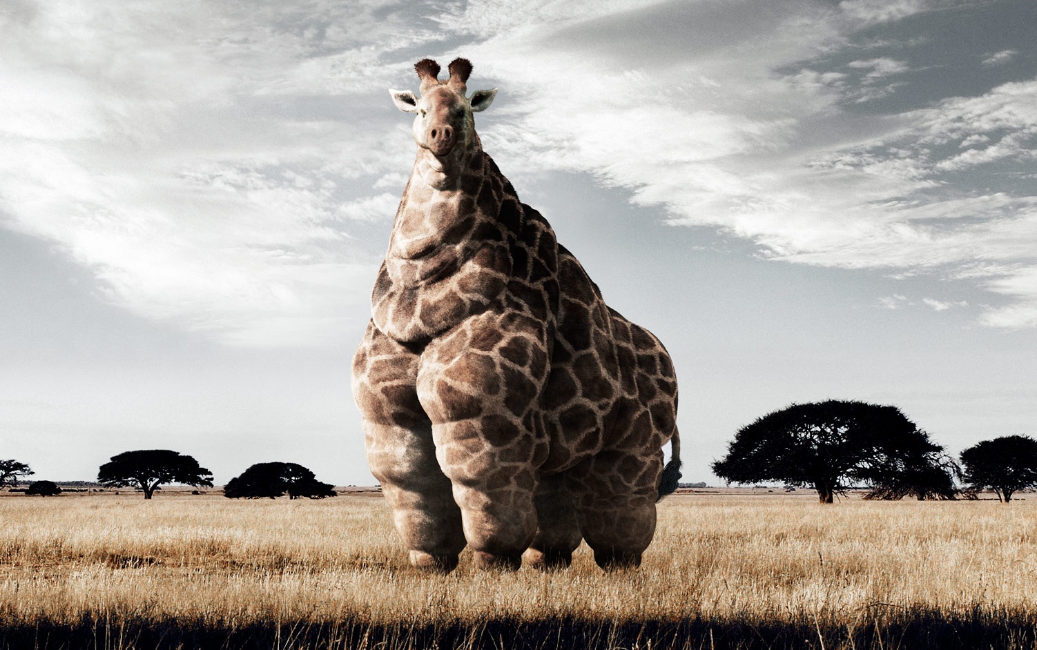 The Fat Giraffe Wallpaper iPhone