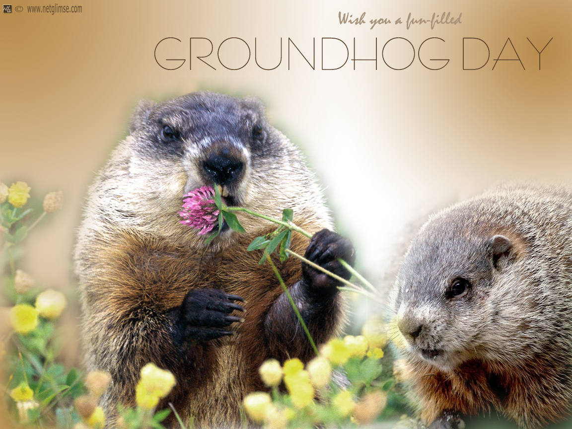 Wallpaper Groundhog Day For