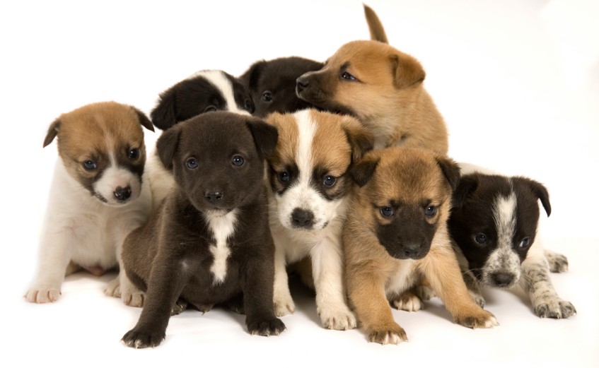 Why Choose Puppy Classes Wallpaper