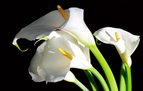 Wallpaper Calla Lilies Flowers White Black Background