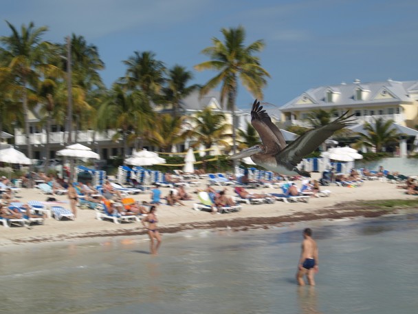 Pelicantastic At Key West National Geographic Photo Contest