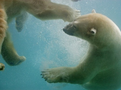 Screensaver Screensavers Swimming Polar Bears