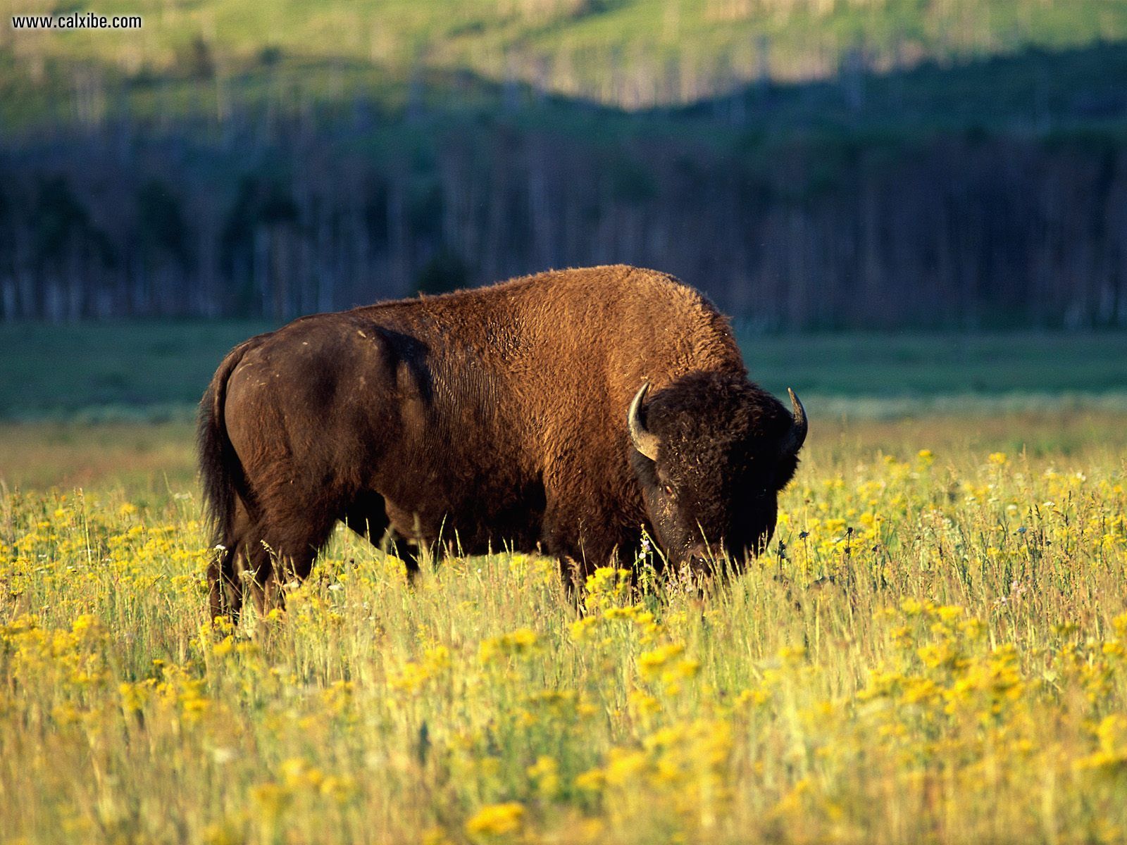Animals Bison Grand Teton National Park Wyoming Desktop Wallpaper Nr
