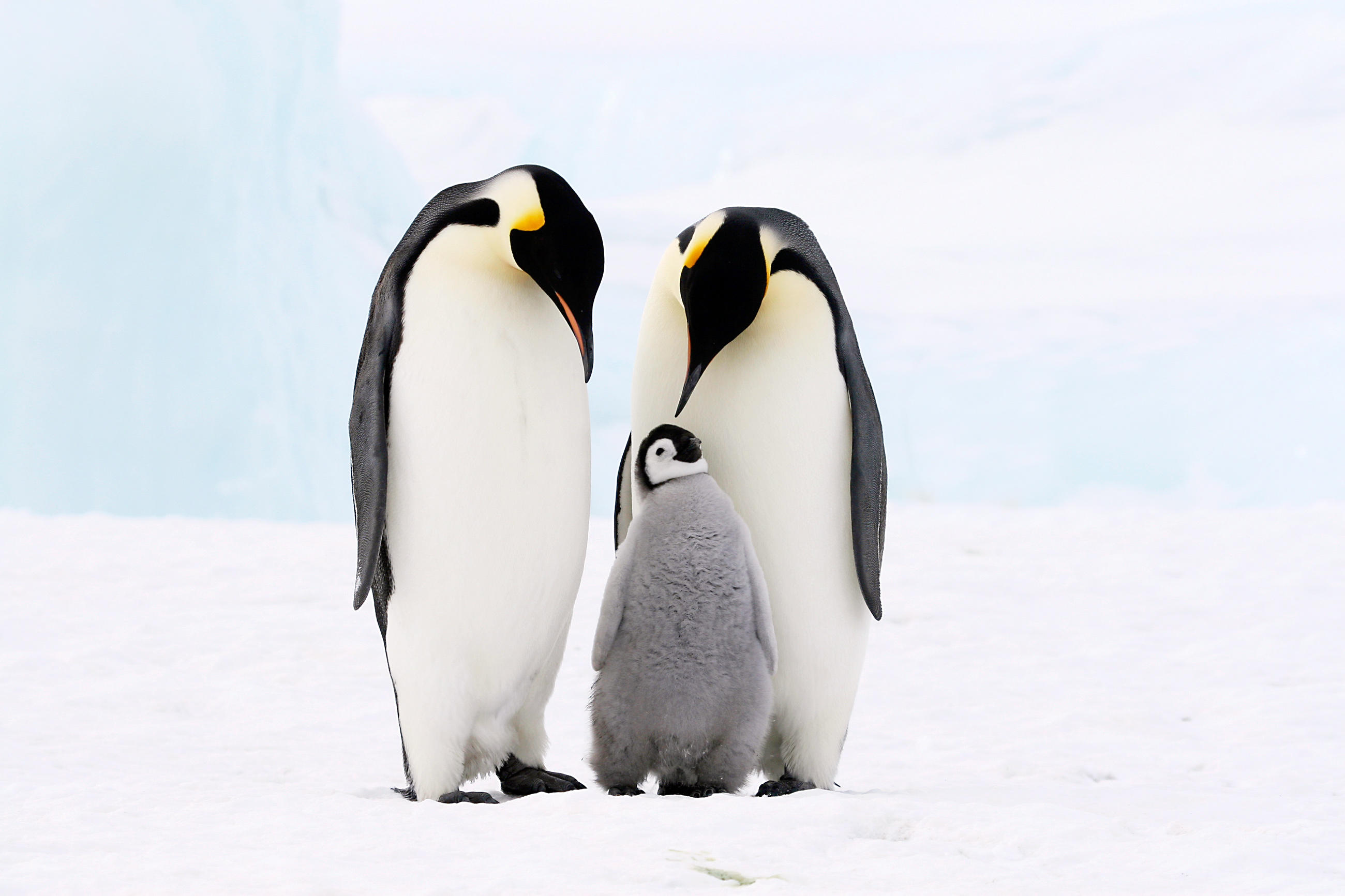 Penguin Images Full HDQ Penguin Pictures and Wallpapers Showcase