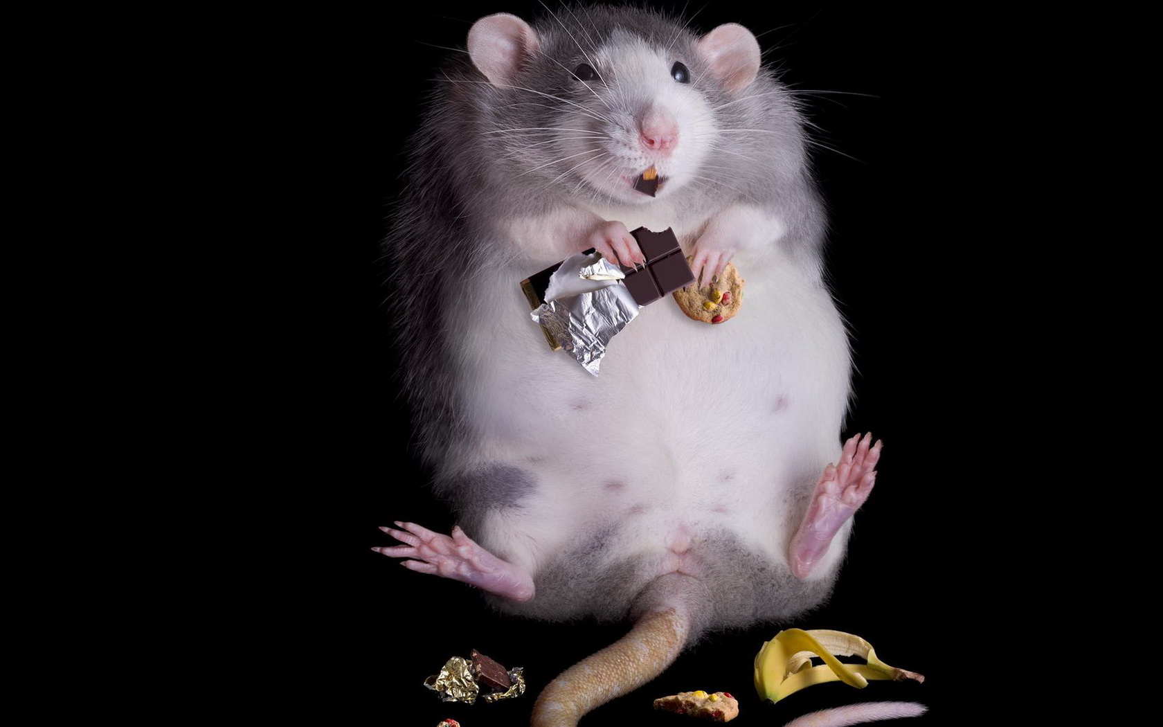 Fat Rat Animal Black Chocolate Fun