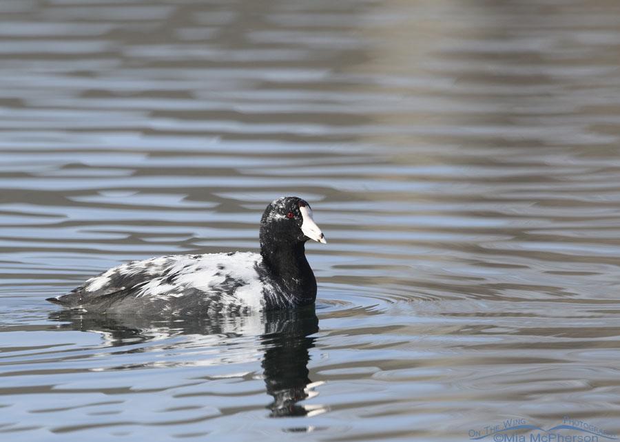 Leucistic American Coot Photos On The Wing Photography
