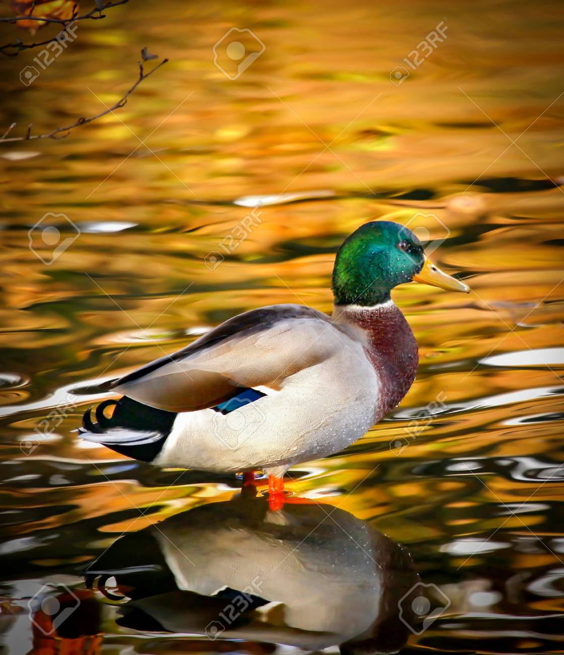 A Mallard Duck With Glistening Golden Lake Background On Linacer