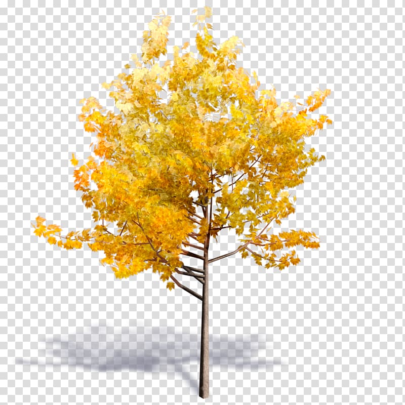 Tree Autodesk Revit Woody Plant Building Information Modeling