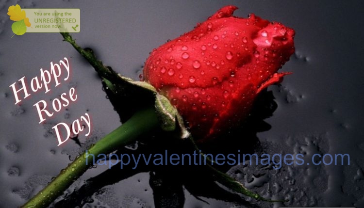 Happy Rose Day Image HD Pictures Wallpaper