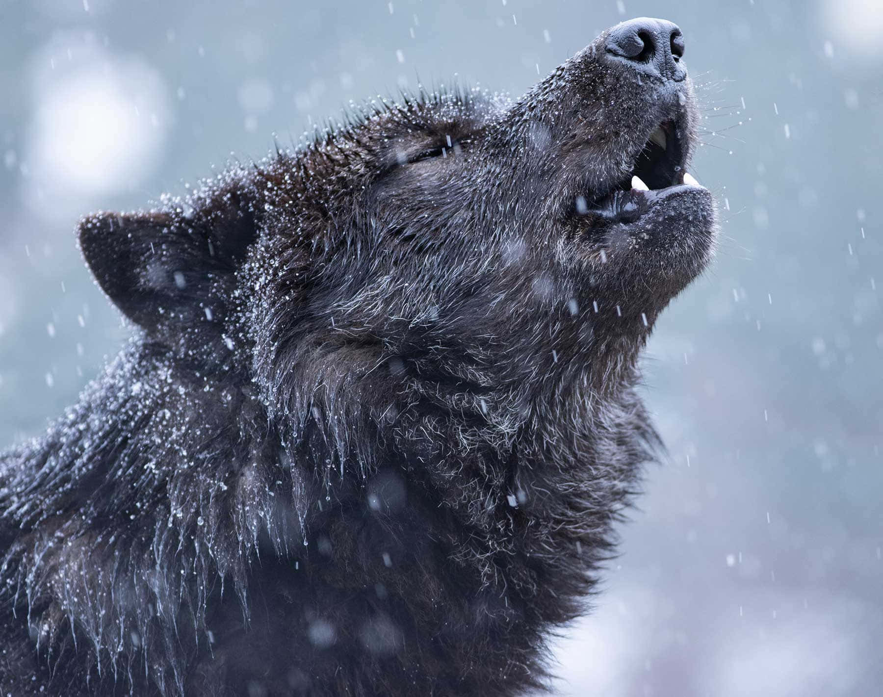Wolf Aesthetic Wallpaper
