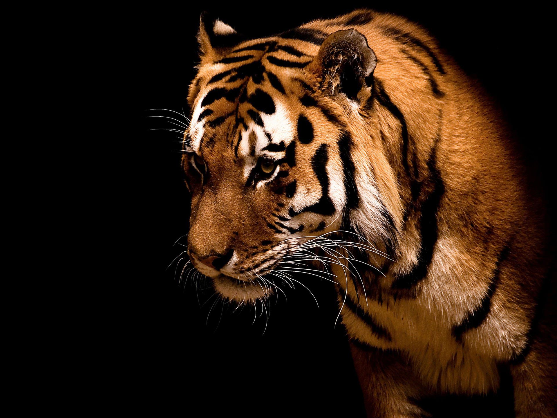 Desktop Windows Tiger Big Cat HD Wallpaper High Quality