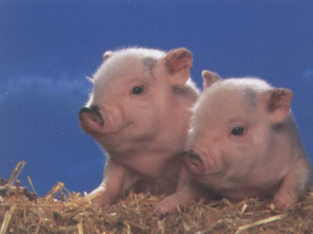 Funny Pig Wallpaper HD In Animals Imageci