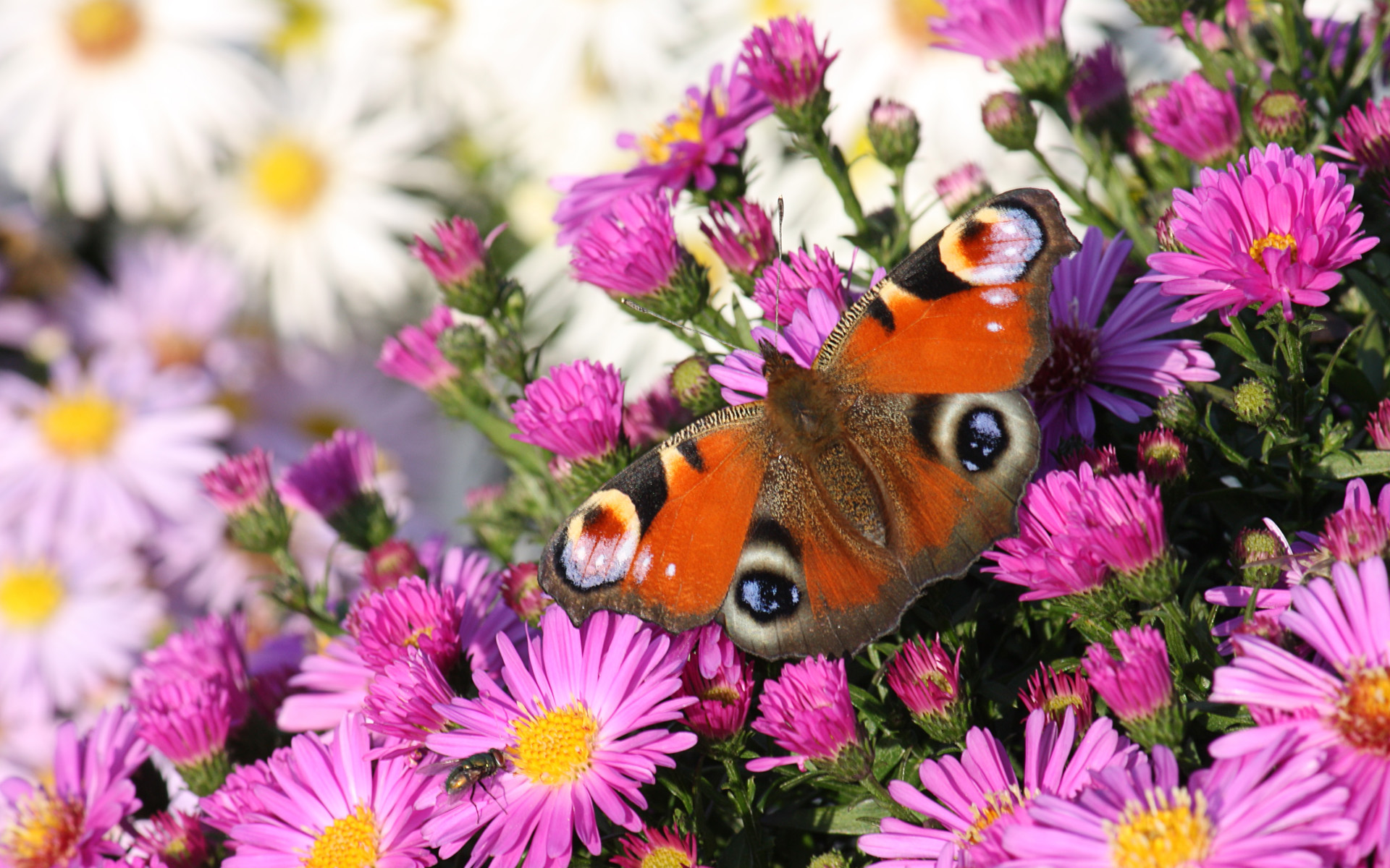 Flowers With Peacock Butterfly Wallpaper Sfondo Desktop Immagine Image