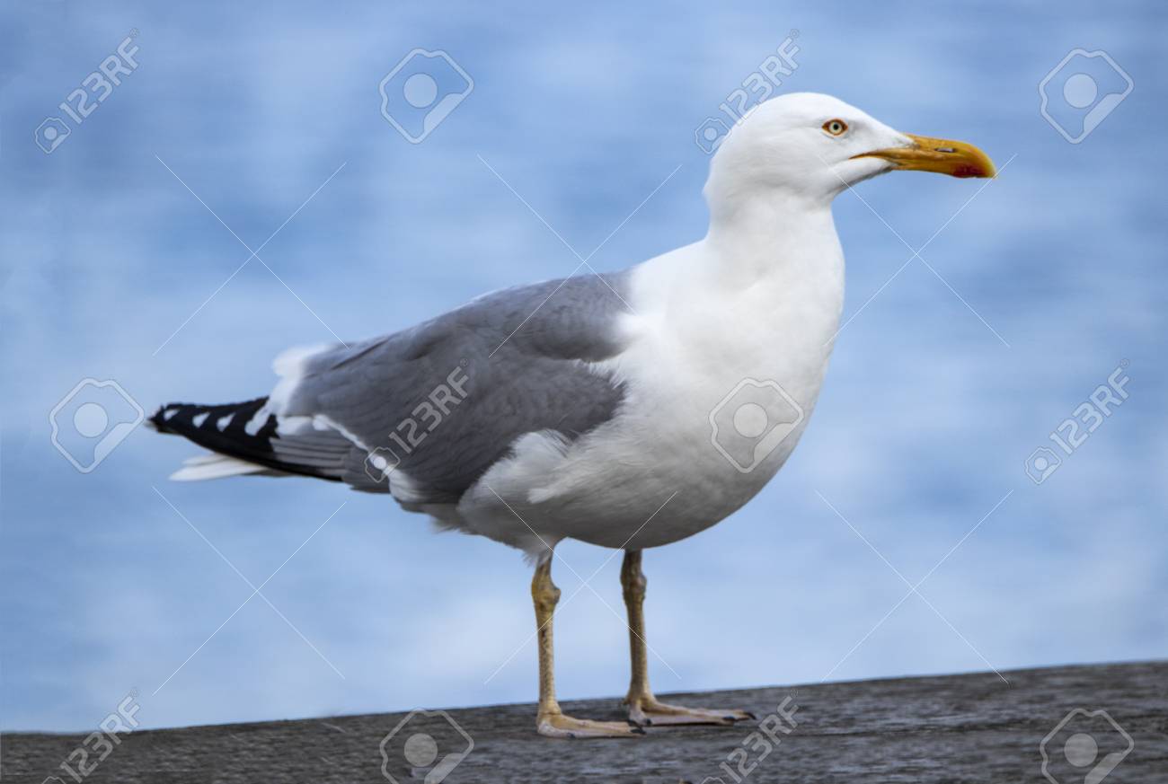 Seagull Background Stock Photo Picture And Royalty Image 1300x873