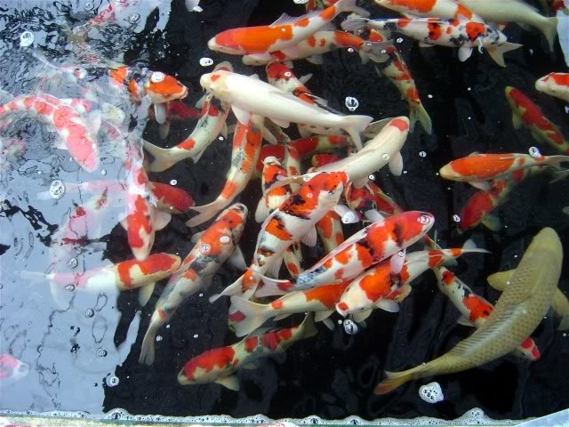 Koi Fish Pond Wallpaper