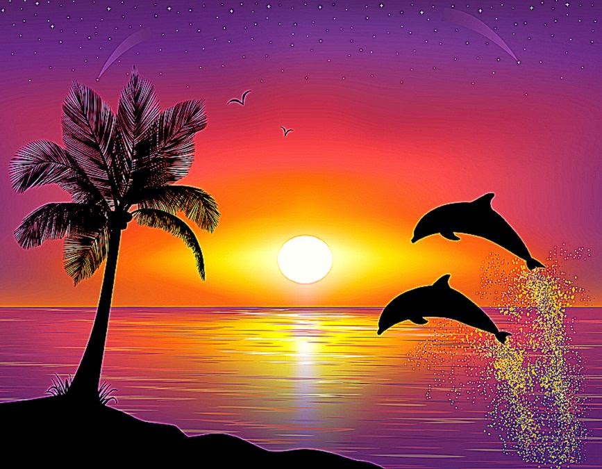 Dolphins Sunset Image HD
