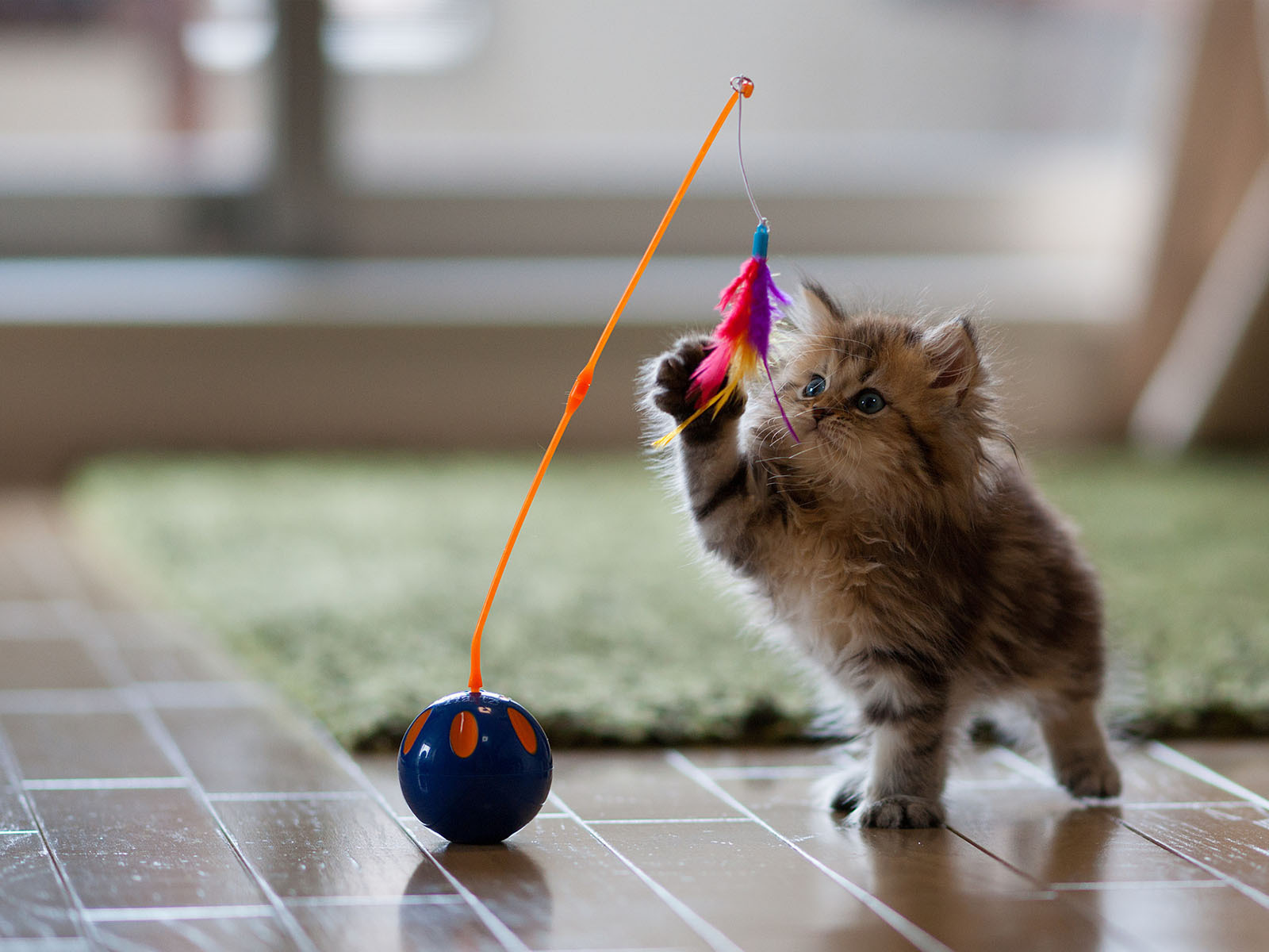 Cute Kitten Playing With Toy HD Wallpaper Nature