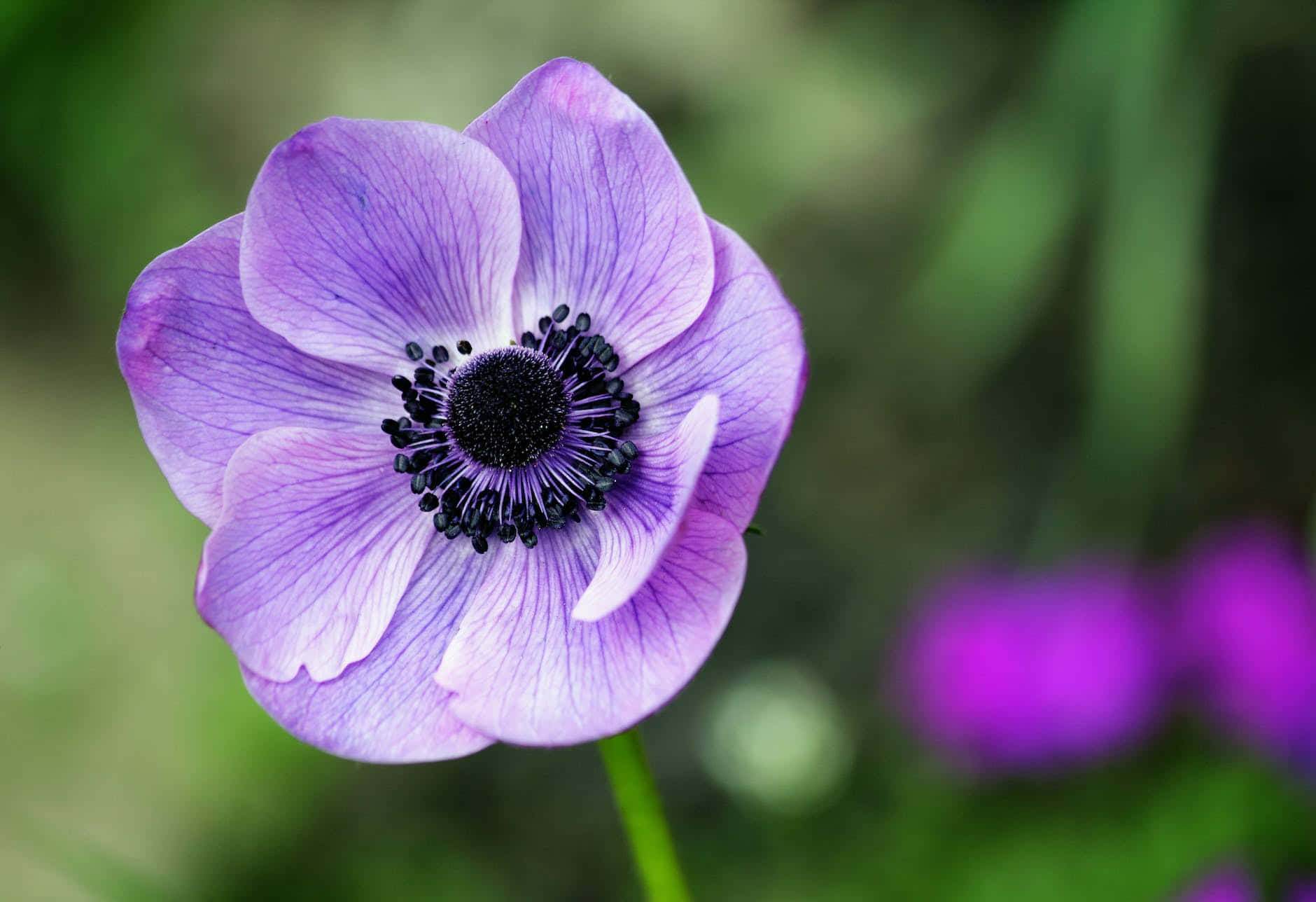 Anemone Flower Picture Wallpaper