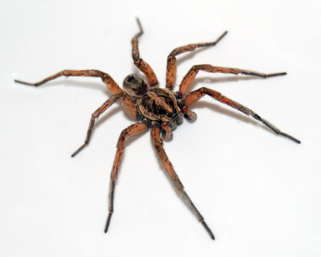 Scary Spider Moving HD Wallpaper Daily Background In