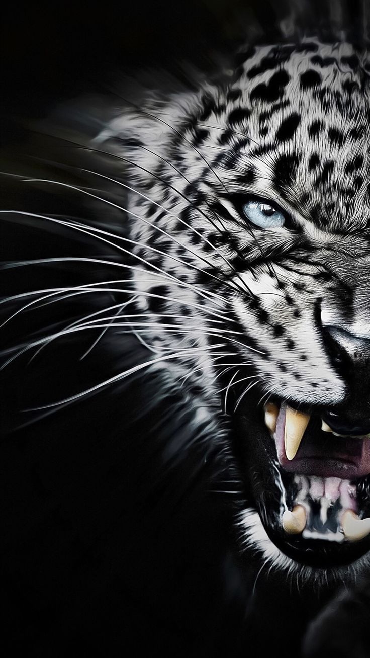 Nice Collection Background For iPhone 6plus Wallpaper