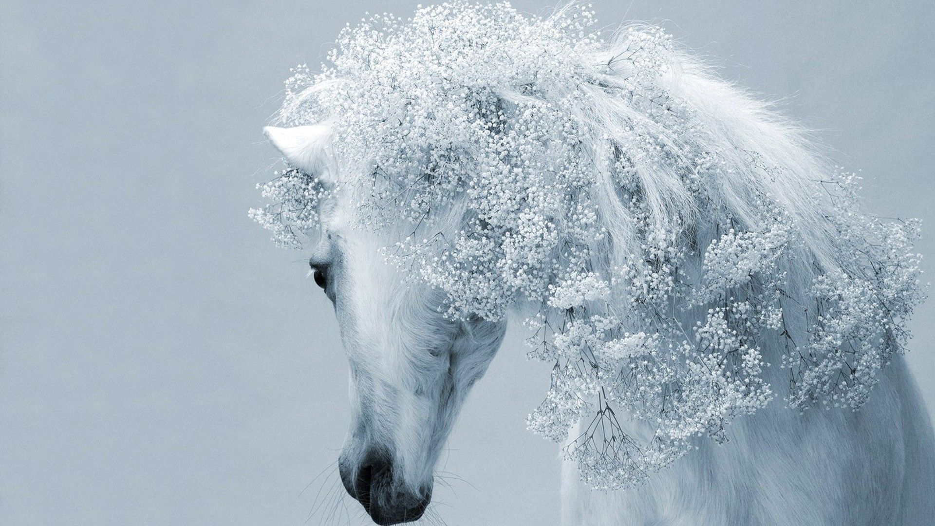 White Horse Wallpaper HD