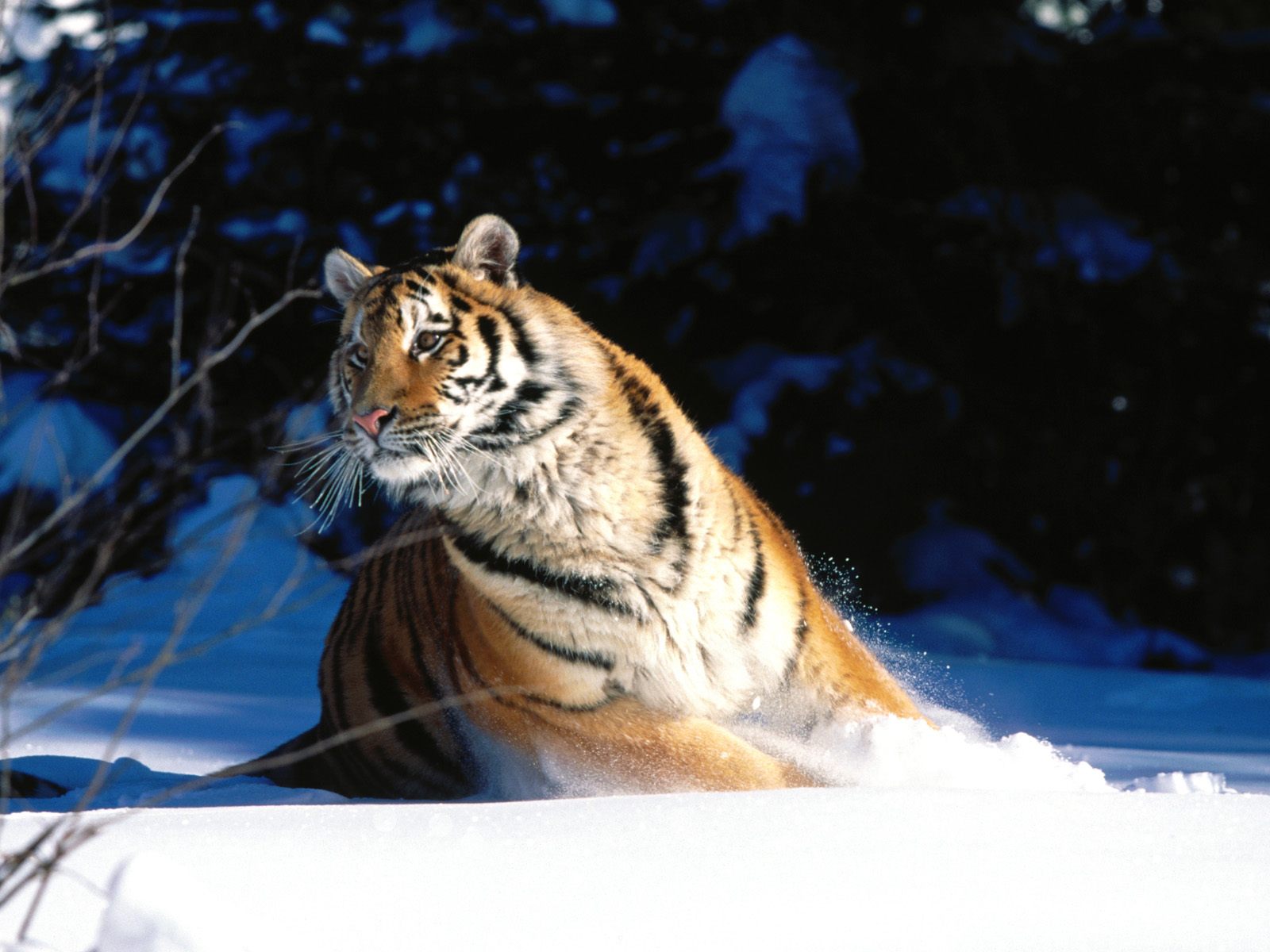 Wintery Scuddle Siberian Tiger Wallpaper HD