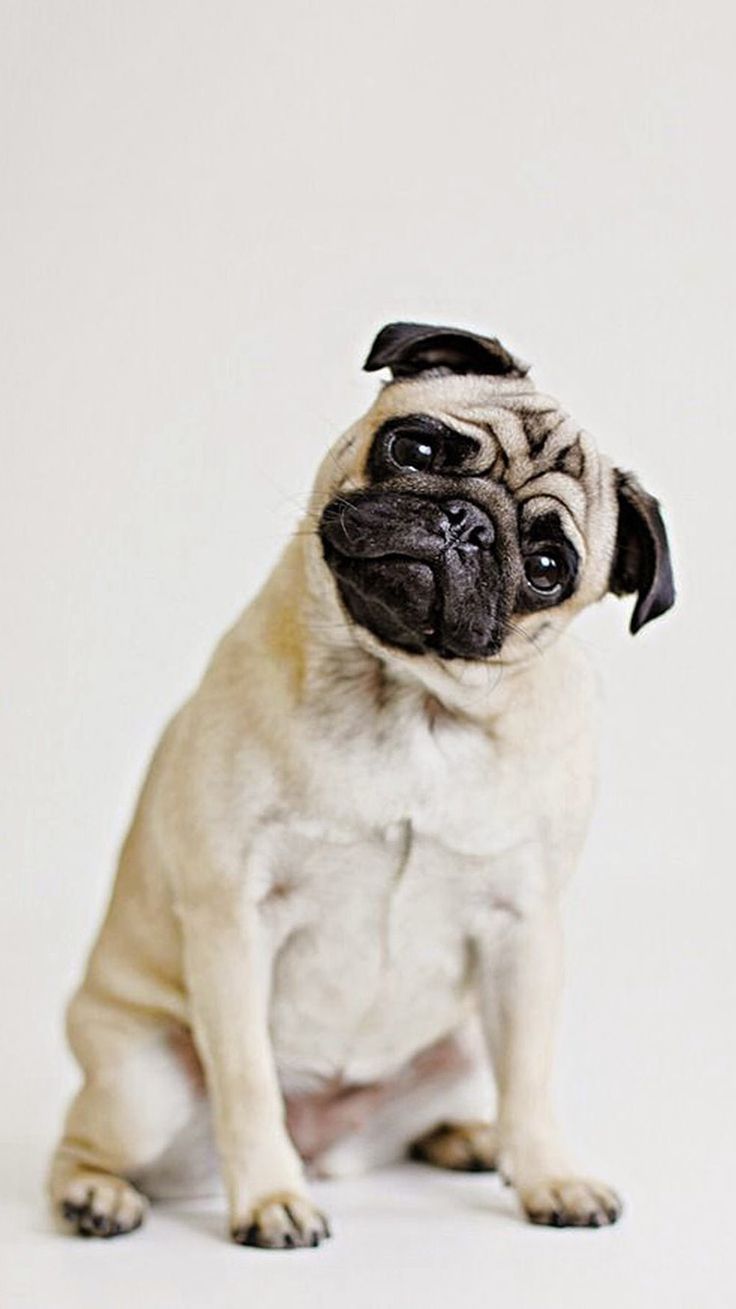 Sweets Wallpapers for the iPhone Pugs funny Cute pugs Pugs