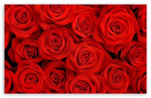 Dual Screen Wallpaper Red Roses HD For Standard