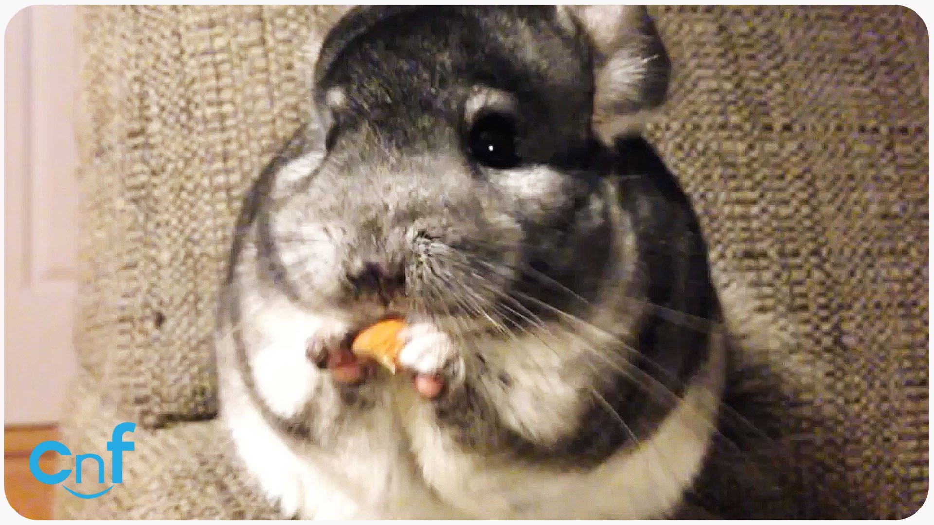 Pet Chinchilla Related Keywords Long Tail